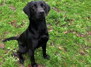 La Spezia: arriva Jazz il cane antidroga della Polizia Municiapale - Jazz