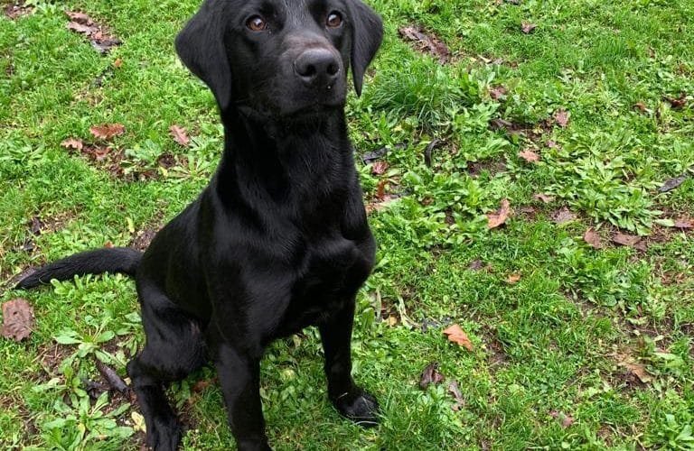 La Spezia: arriva Jazz il cane antidroga della Polizia Municiapale - cane antidroga, Jazz