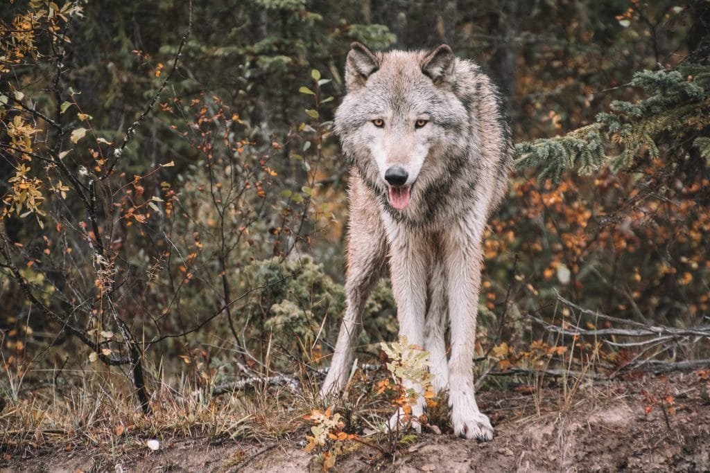 Il ruolo del lupo per l'ecosistema nelle Alpi Apuane - alpi apuane, lupo