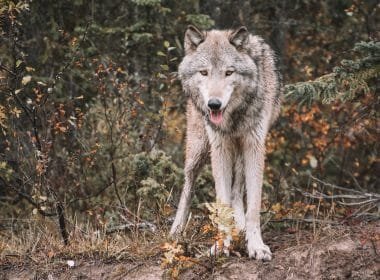 Il ruolo del lupo per l'ecosistema nelle Alpi Apuane - Parco Apuane