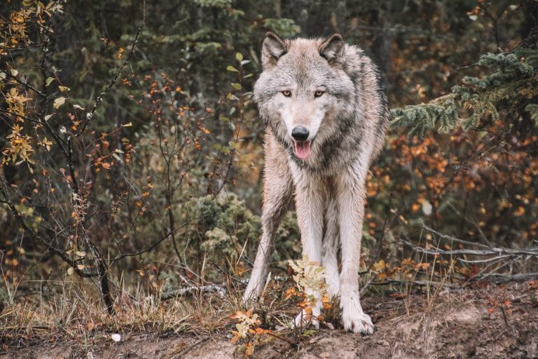 Il ruolo del lupo per l’ecosistema nelle Alpi Apuane