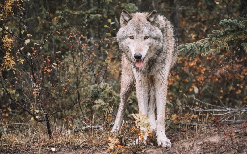 Il ruolo del lupo per l'ecosistema nelle Alpi Apuane - alpi apuane, lupo