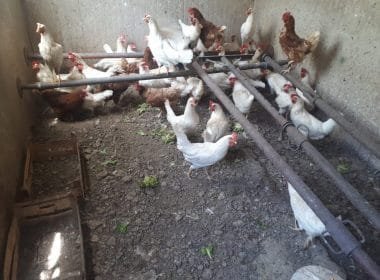 Le Grazie: smantellato allevamento abusivo di galline in una cava - allevamento abusivo galline, carabinieri forestali