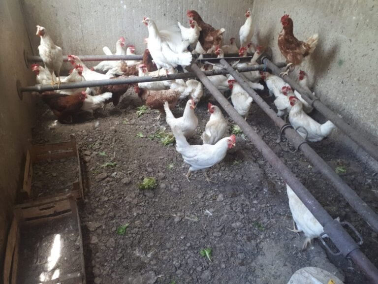 Le Grazie: smantellato allevamento abusivo di galline in una cava - allevamento abusivo galline, carabinieri forestali