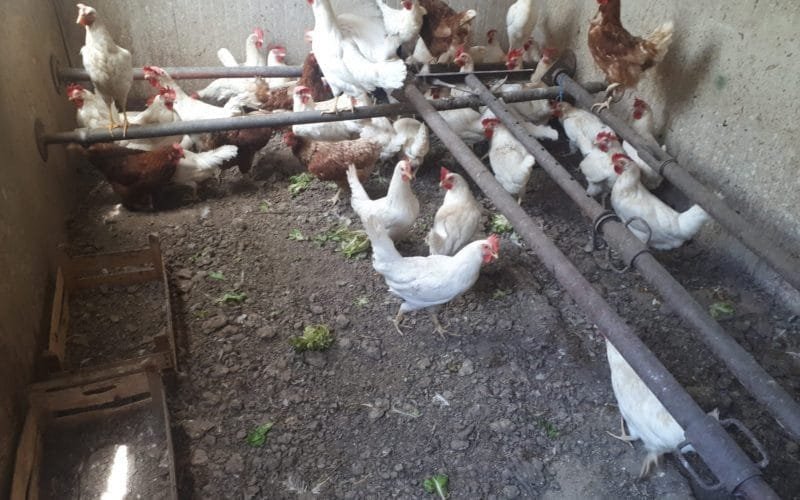 Le Grazie: smantellato allevamento abusivo di galline in una cava - allevamento abusivo galline, carabinieri forestali
