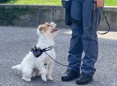 La Spezia, controlli antidroga: un arresto e alcuni piccoli sequestri - La Spezia