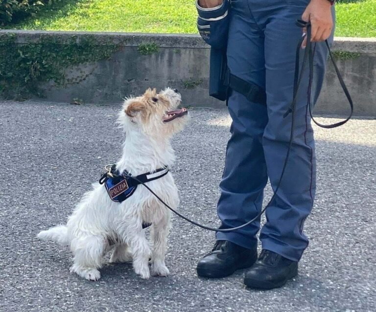La Spezia, controlli antidroga: un arresto e alcuni piccoli sequestri La Spezia, controlli antidroga: un arresto e alcuni piccoli sequestri - controlli antidroga, la spezia