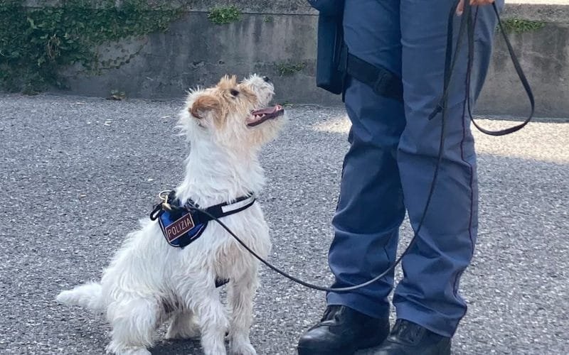 La Spezia, controlli antidroga: un arresto e alcuni piccoli sequestri - controlli antidroga, la spezia