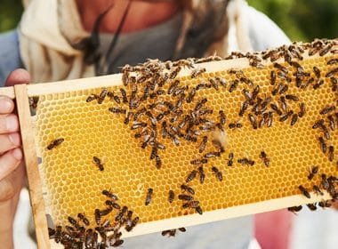 Coldiretti: un corso per diventare apicoltori -