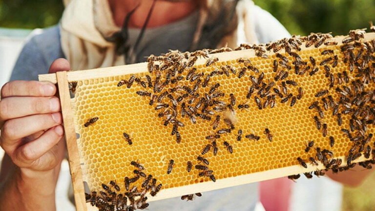 Coldiretti: un corso per diventare apicoltori -