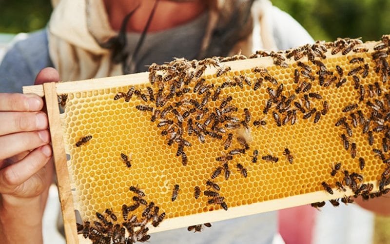 Coldiretti: un corso per diventare apicoltori -