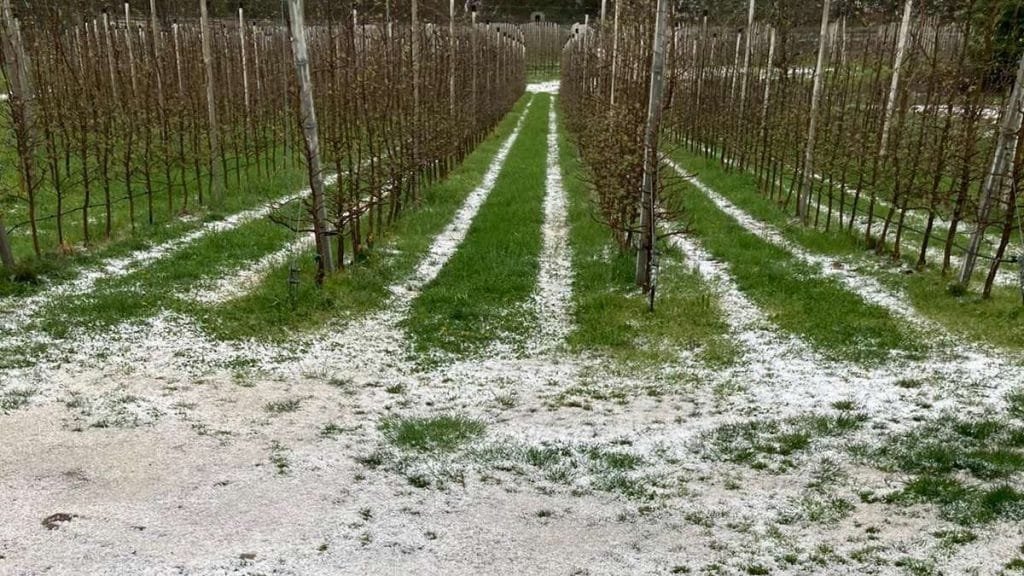 In Lunigiana un'improvvisa grandinata danneggia la coltivazione della mela rotella - coldiretti, coltivazioni