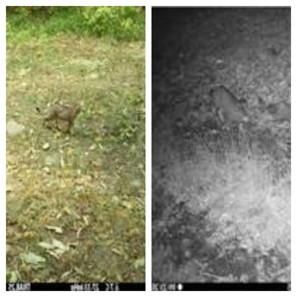 Alpi Apuane: avvistato il gatto selvatico europeo Alpi Apuane: avvistato il gatto selvatico europeo - avvistamenti, gatto selvatico europeo