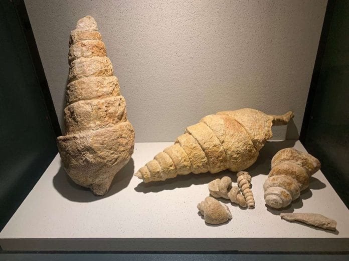mostra-fossili-scalinata