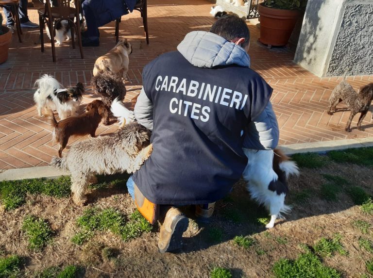 Santo Stefano Magra, allevamento canino senza autorizzazioni e partita Iva: scattano 15 sanzioni
