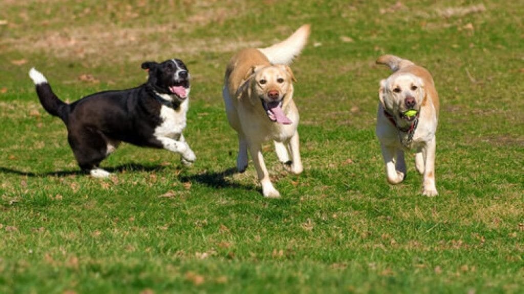 Boom di presenze nella pensione del Canile di Mulazzo - Animali, Cani