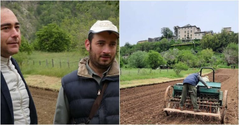 Dopo decenni la canapa torna ad essere coltivata nel comune di Fivizzano - canapa, coltivazione