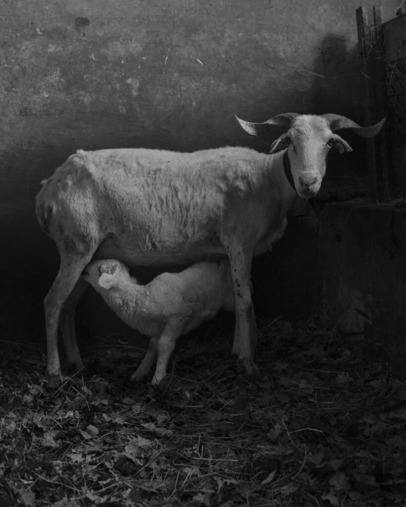 Zeri, il passo dei Due Santi e il suo rifugio diventano luogo di mostra per Lunigiana Land Art - Cesura, Lunigiana Land Art