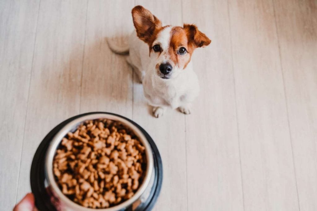 Gli alimenti monoproteici sono l’ideale per il benessere dei cani, anche più delicati Gli alimenti monoproteici sono l’ideale per il benessere dei cani, anche più delicati - alimenti, Cani