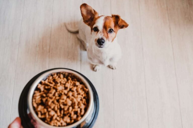 Gli alimenti monoproteici sono l’ideale per il benessere dei cani, anche più delicati - alimenti, Cani