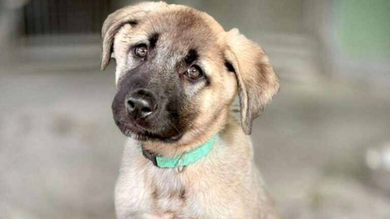 Il canile di Groppoli di Mulazzo finalmente è provinciale - canile, Groppoli