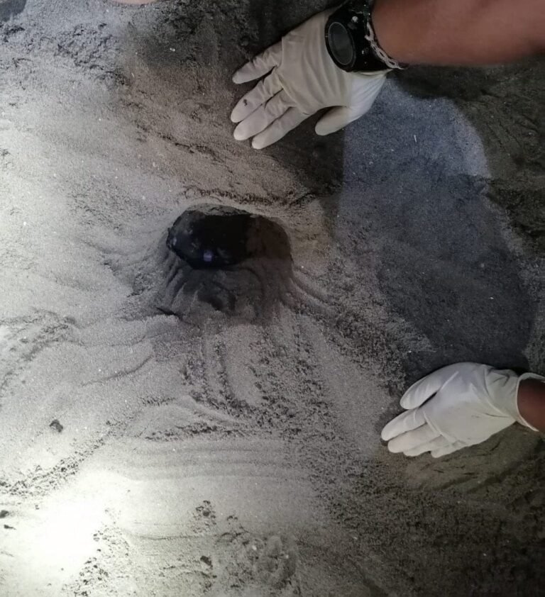 Poveromo: secondo nido di Caretta caretta in Toscana - caretta caretta, nido