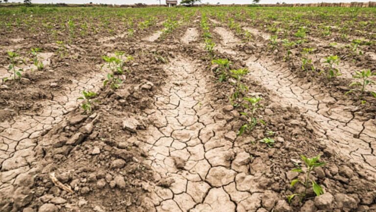 Rischio siccità in Toscana anche nel 2023, regione al lavoro per prevenire le criticità - agricoltura, ambiente