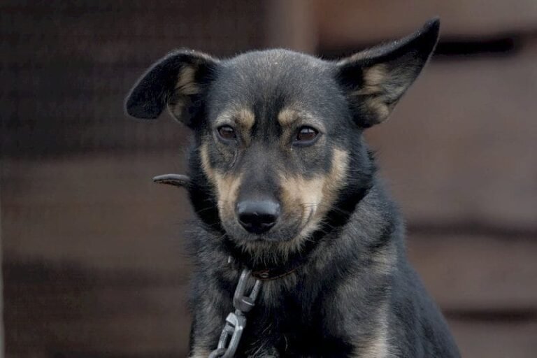 Rischio incendi, la regione Toscana vieta i cani alla catena Rischio incendi, la regione Toscana vieta i cani alla catena - Animali, Cani