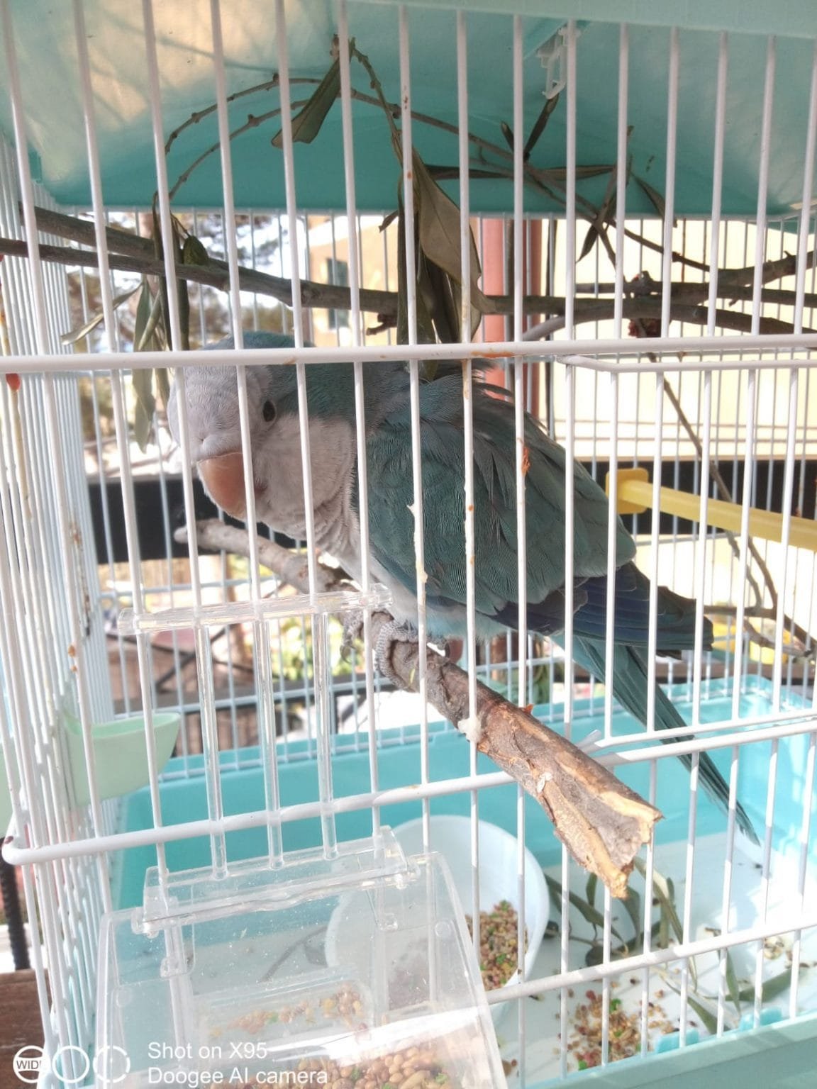 Portovenere: ritrovato un pappagallo parrocchetto monaco blu, si cerca il proprietario - cites, parrocchetto monaco blu