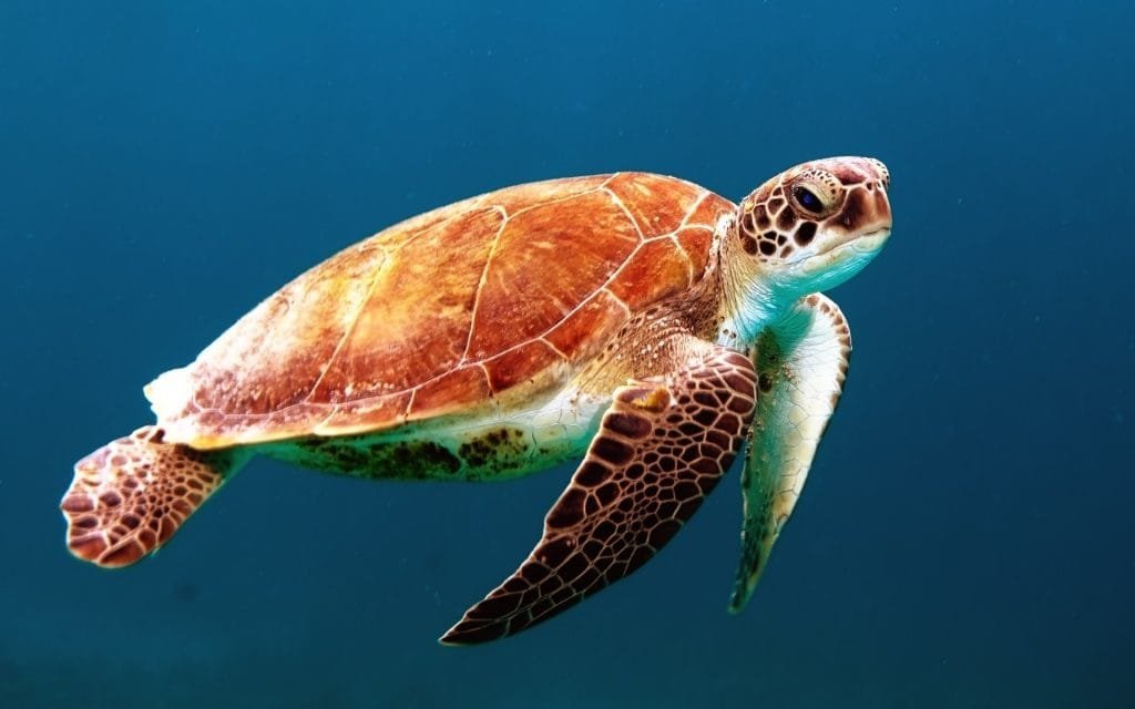 Ancora un nido di tartaruga marina: questa volta le uova sono al Bagno Carol di Ponente - massa, nido