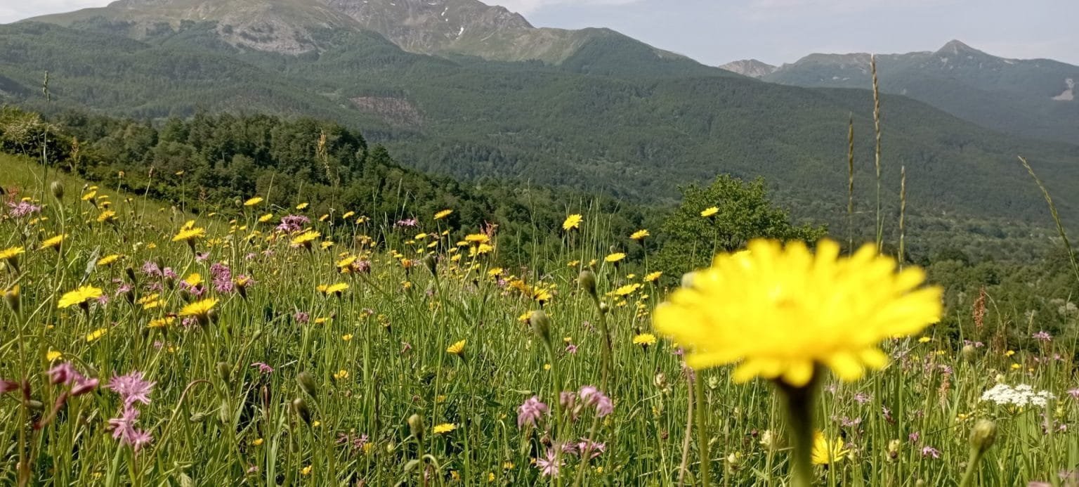 La Riserva di Biosfera dell’Appennino tosco-emiliano apre l’assemblea annuale lanciando una consultazione pubblica La Riserva di Biosfera dell'Appennino tosco-emiliano apre l’assemblea annuale lanciando una consultazione pubblica - appennino, mab unesco