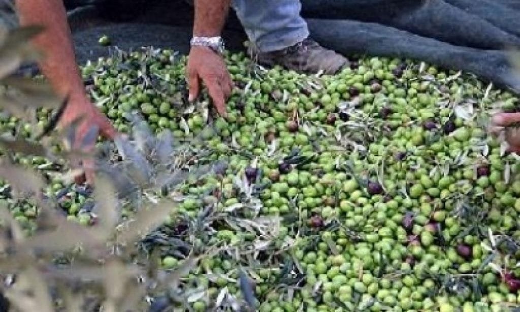 La Spezia, preoccupazione dei frantoiani Confartigianato per la campagna olearia 2022 - conffartigianato, olio