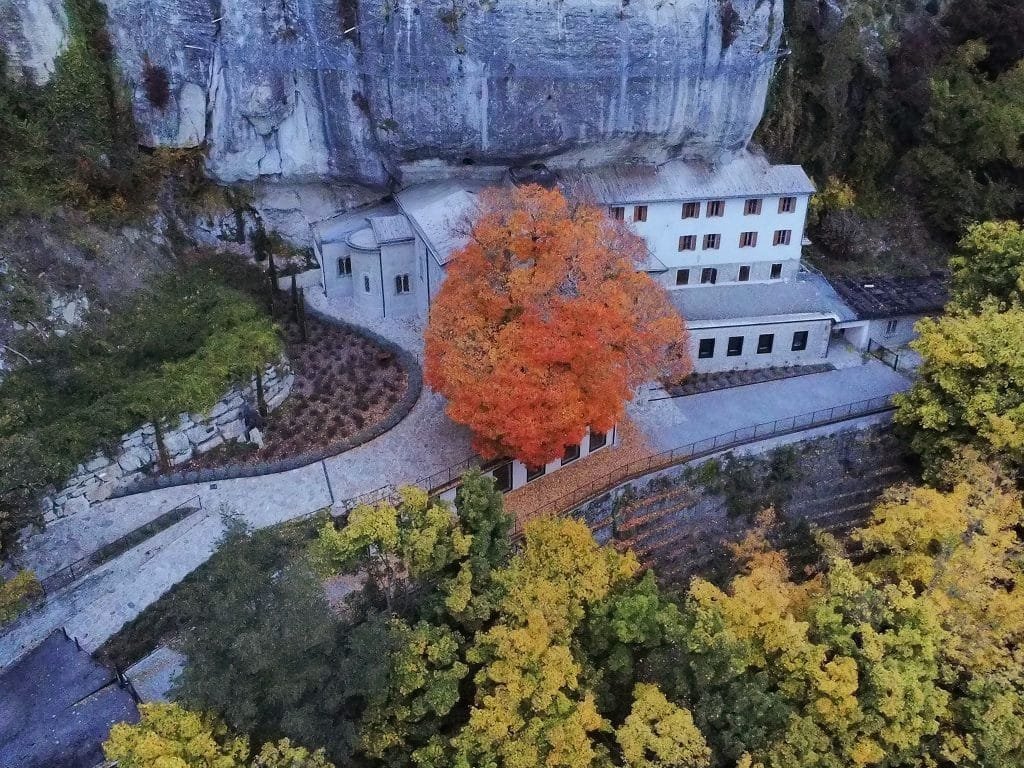 Giornata nazionale degli alberi: rinascerà nelle scuole della Riserva Mab Unesco l'acero di Bismantova - acero Bismantova, giornata mondiale degli alberi