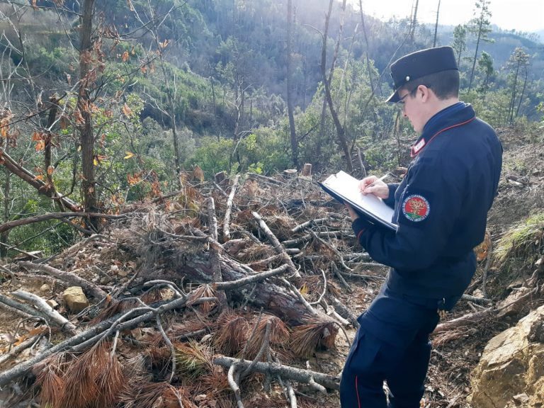 Sette sanzioni dai carabinieri forestali di La Spezia per violazioni delle norme sull’esbosco