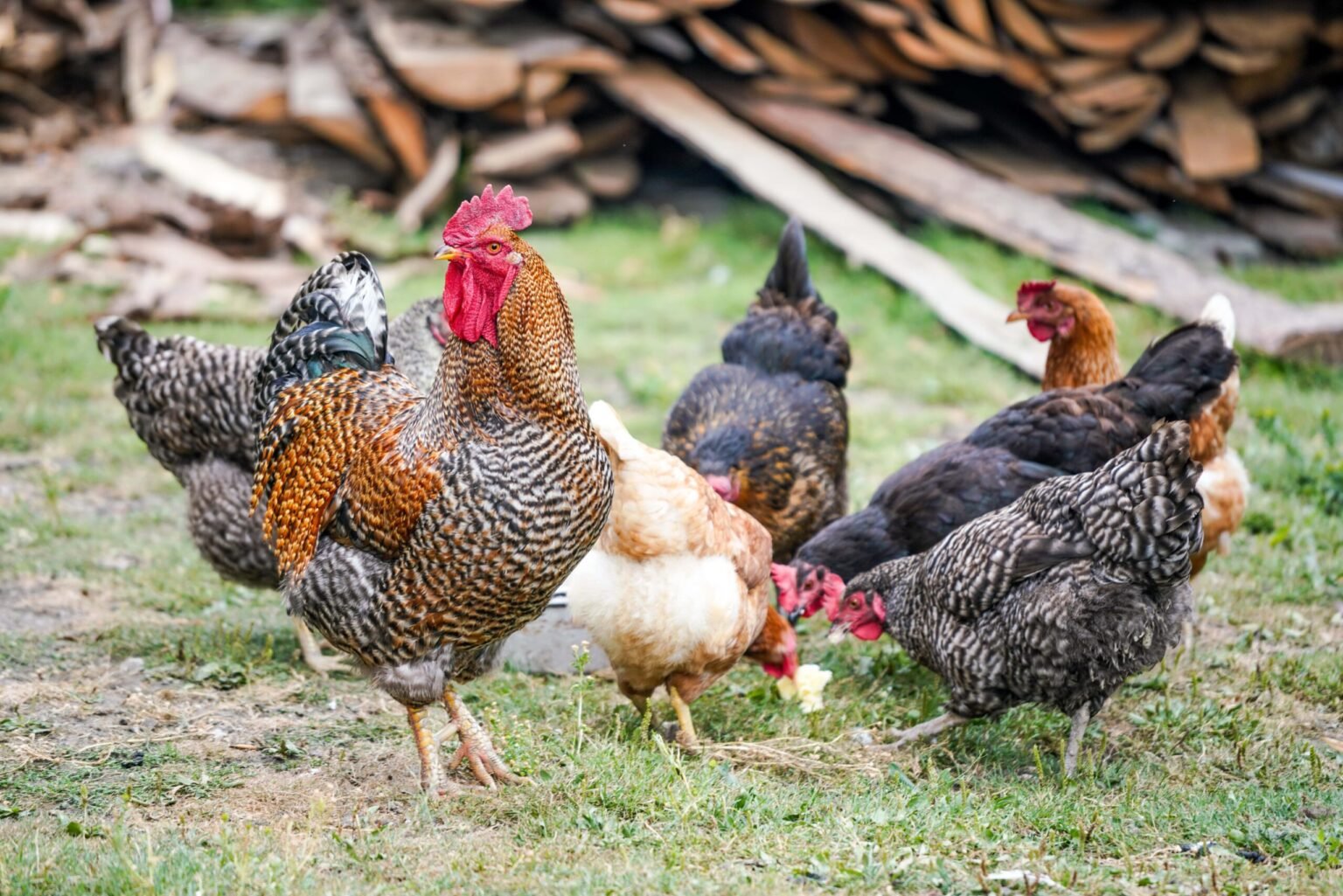 Coldiretti: incontro ad Aulla sulla nuova misura da 3 milioni di euro per il benessere animale - Aulla, benessere animale