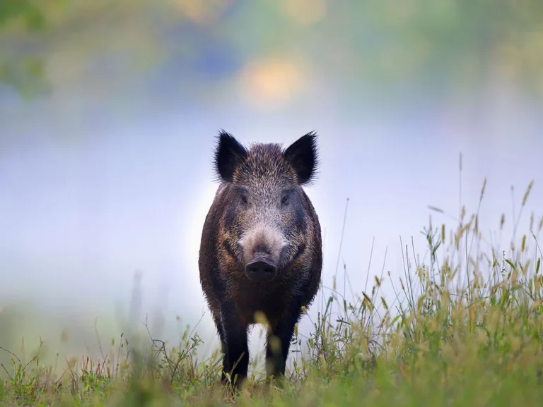Forza Italia: “La Sindaca Folloni riferisca in consiglio sull’emergenza cinghiali” Forza Italia: "La Sindaca Folloni riferisca in consiglio sull'emergenza cinghiali" - cinghiali, emergenza