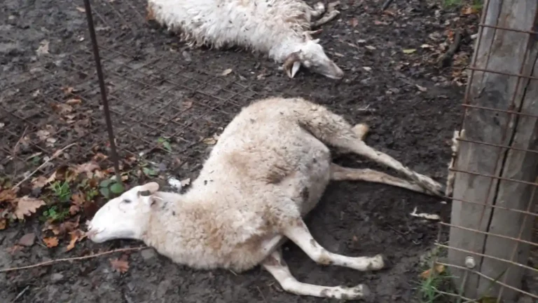 Quello dei lupi è un problema, Coldiretti: "Situazione insostenibile" - allevamenti, appennino