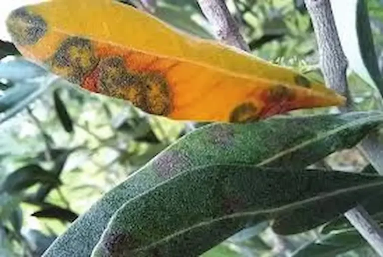 Olio: al via il monitoraggio per la lotta alla cecidomia in Lunigiana - cecidomia, monitoraggio