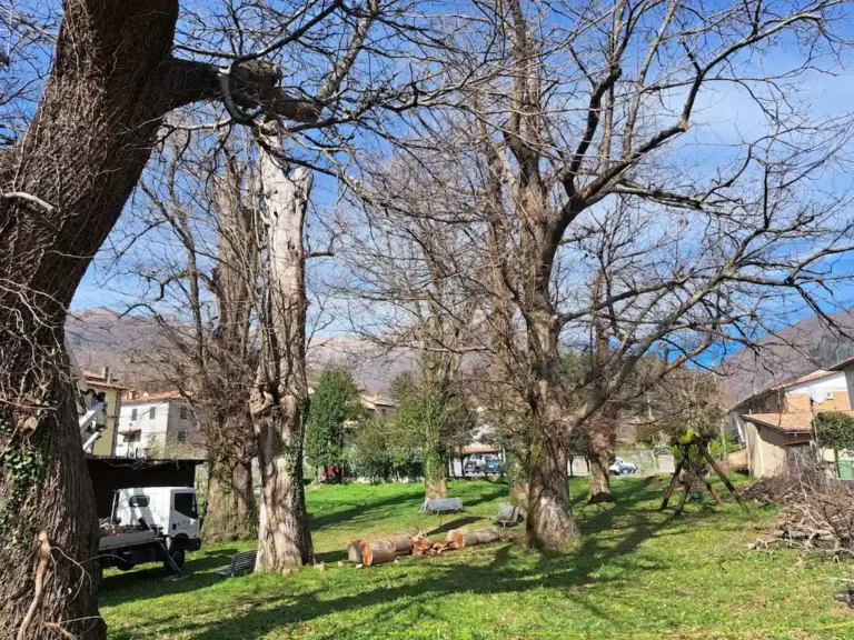 Nel comune di Licciana potatura degli alberi e rifacimento della segnaletica - Licciana Nardi, potatura