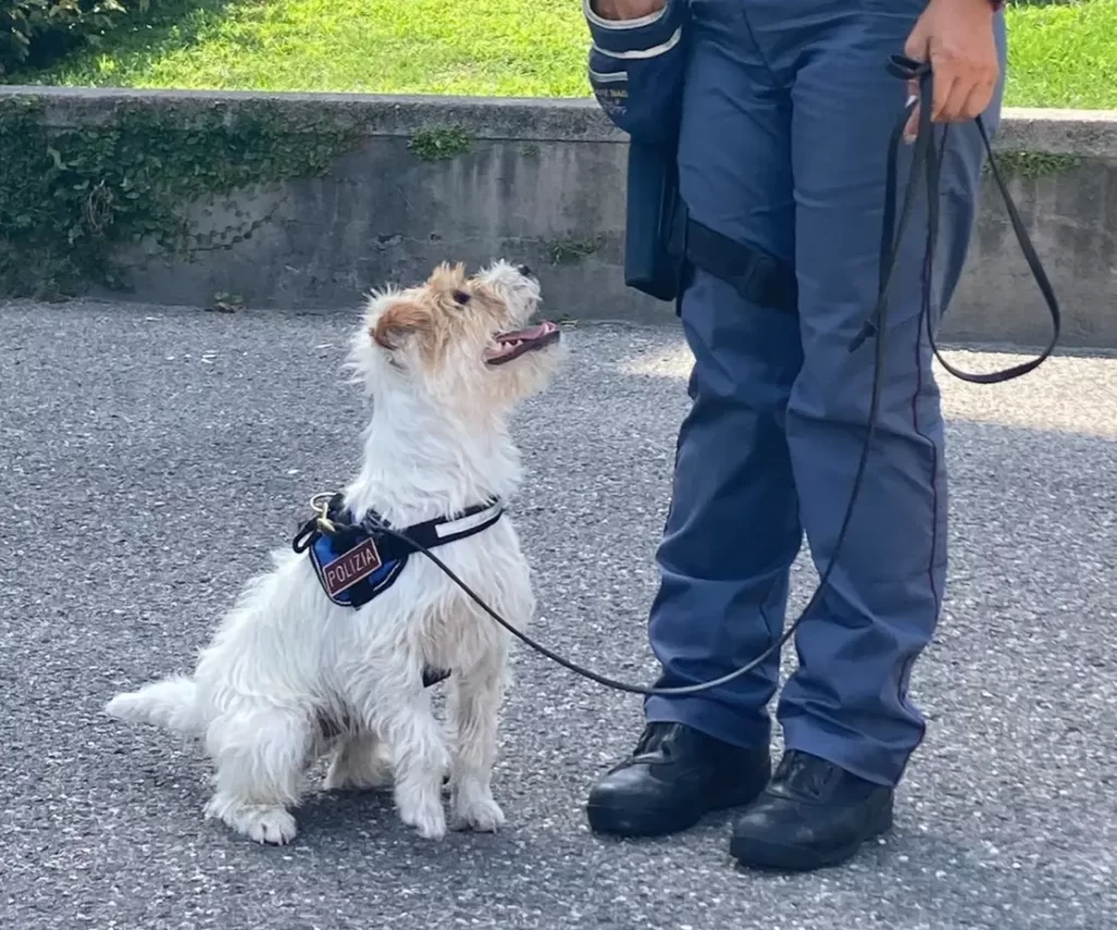Controlli antidroga a La Spezia - antidroga, Controlli