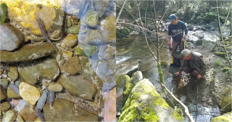 35.000 avannotti immessi nei torrenti del Comune di Mulazzo - avannotti, fiume