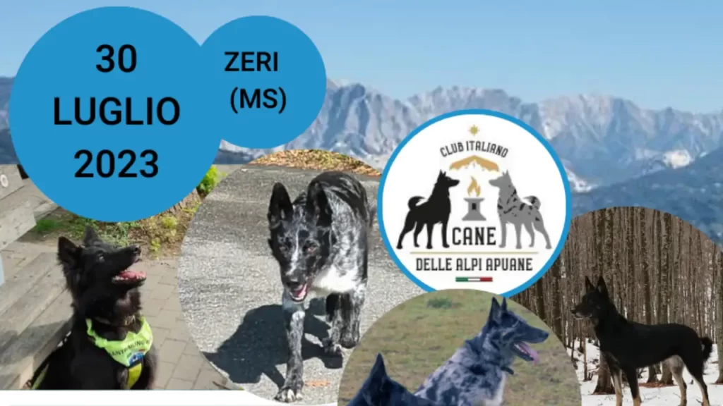 A Zeri il raduno amatoriale del cane delle Apuane - Animali, Cani