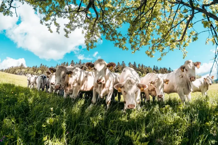 Wall Street da record, Borse europee più tranquille Wall Street da record, Borse europee più tranquille - borse, wall street