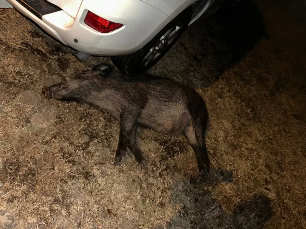 Incidente con un cinghiale a Villafranca - cinghiale, incidente