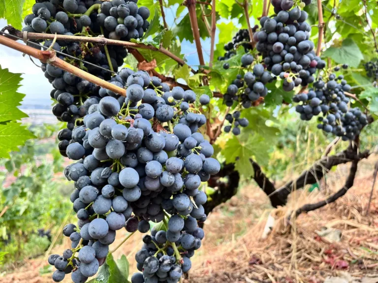 Sarà una vendemmia sofferta (-15%), ma di una qualità altissima - coldiretti, lunigiana