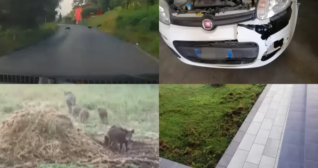 A Mulazzo è emergenza ungulati - emergenza, Mulazzo