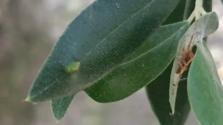 Cecidomia dell'ulivo: una vademecum per olivocoltori e hobbisti su come attenuare l'invasione - cecidomia, ulivo