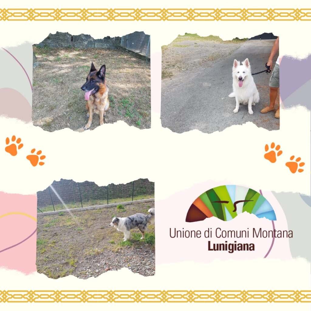 Primo anno del servizio "pensione" per gli animali nel canile UCML di Groppoli - Animali, Cani
