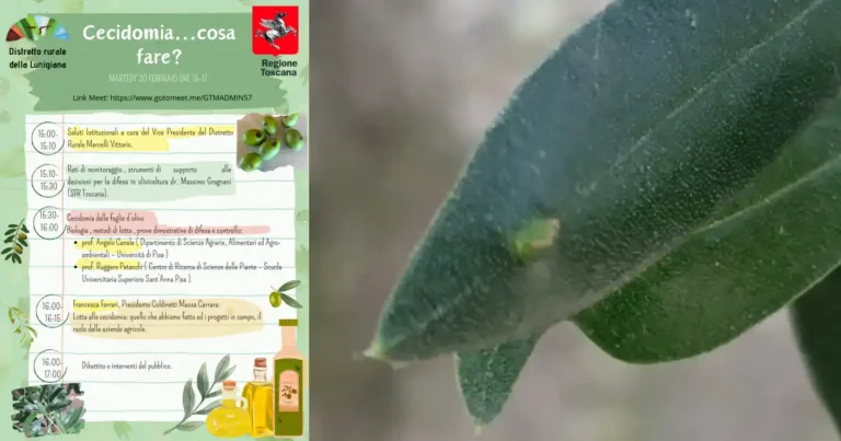 Cecidomia, cosa fare? - agricoltura, cecidomia