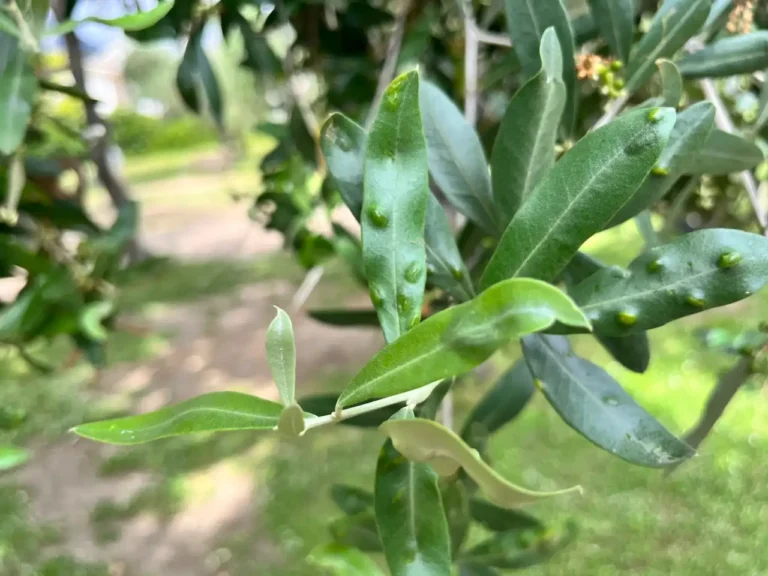 Emergenza cecidomia, appello di Coldiretti agli hobbisti: “Collaborate per fermare la diffusione” Emergenza cecidomia, appello di Coldiretti agli hobbisti: "Collaborate per fermare la diffusione" -